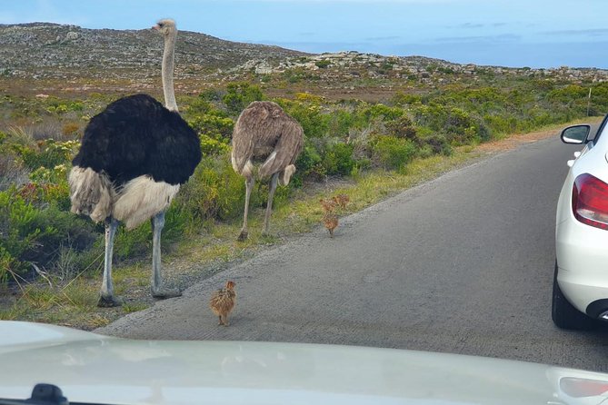 Table Mountain, penguin and Cape of good hope Fees included - Boulders Beach brings the penguins close