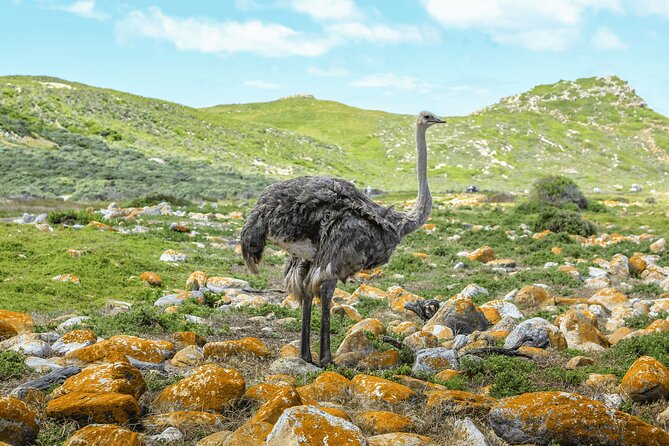Table Mountain, Penguin,Cape Point Private Day Tour in Cape Town - One long day from Cape Town to Cape Point
