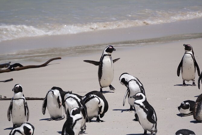 Table Mountain, Penguin,Cape Point Private Day Tour in Cape Town - Table Mountain, the day’s signature view