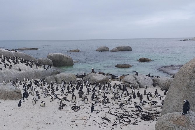 Table Mountain, Penguins, Cape of good hope and Stellenbosch tour - Camps Bay and Hout Bay add the coastal drama