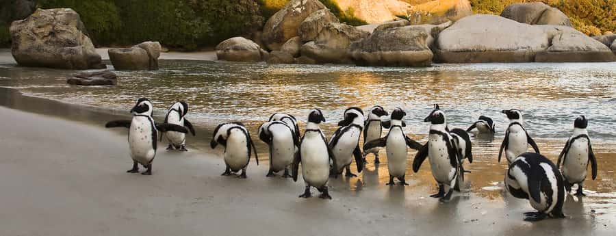 Table Mountain, Penguins & Cape of good hope full day Tour - Table Mountain brings the big view