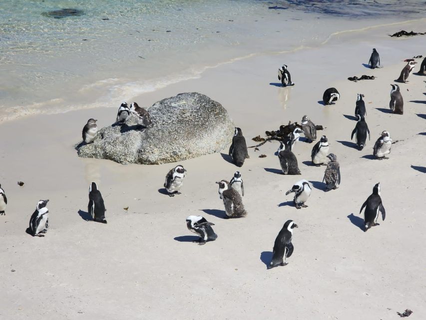 Table Mountain, Penguins & Cape of Good Hope Private Tour - What the private format changes