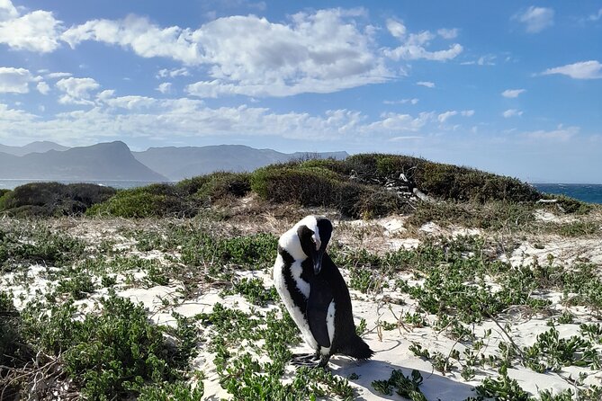 Table Mountain, Penguins & Cape of Good Hope Private Tour - Bo-Kaap and the Atlantic side of the city