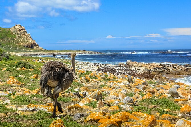 Table Mountain, Penguins & Cape of Good Hope Small Group Top Tour from Cape Town - Simon’s Town adds a local story and lunch break