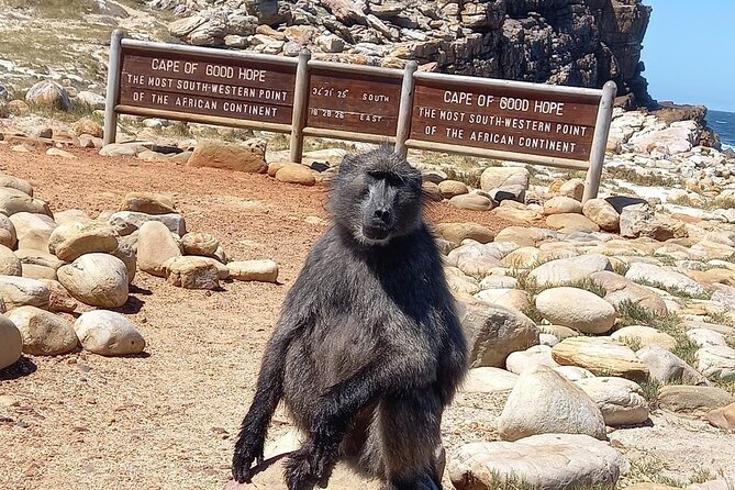 Table Mountain, Penguins & Cape of Good Hope Small Group Tour - Simon’s Town connects naval history with a dog