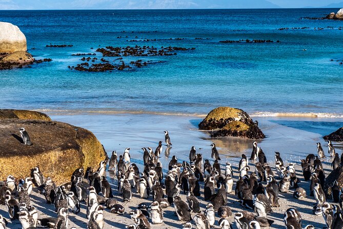 Table Mountain, Penguins & Cape Point Small Group Tour Cape Town - Simon’s Town and the story of Just Nuisance