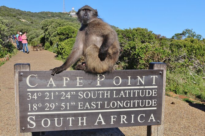 Table Mountain, Penguins & Cape Point Small Group Tour Cape Town - Starting early in Cape Town’s center