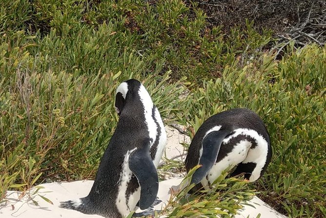 Table Mountain-Wines-Penguins-Cape Point All Inclusive Group Tour - Hout Bay and the seal cruise choice