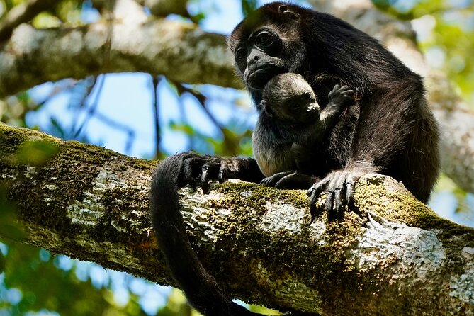 Tamarindo Birdwatching Crocodiles and Monkey Tour - Key points to know before you go