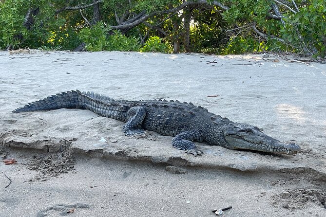 Tamarindo Birdwatching Crocodiles and Monkey Tour - Tamarindo’s quieter side begins at the mangroves