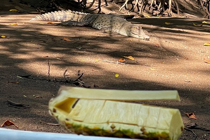 Tamarindo Birdwatching Crocodiles and Monkey Tour - What you might see among the branches
