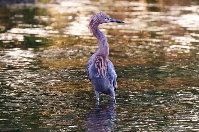Tamarindo Birdwatching Crocodiles and Monkey Tour - The guides make the difference