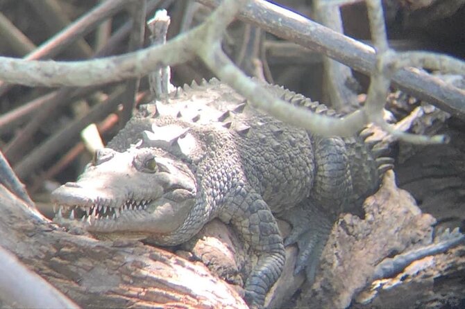 Tamarindo Birdwatching Crocodiles and Monkey Tour - A boat ride through several mangrove channels