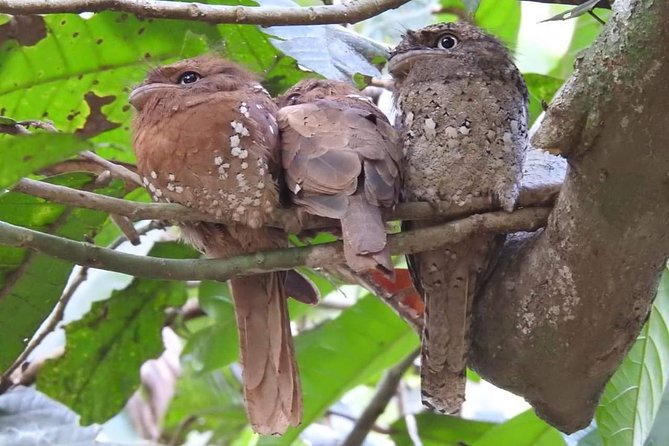 Thattekad Guided Bird Walk. - Who will enjoy this Thattekad outing most