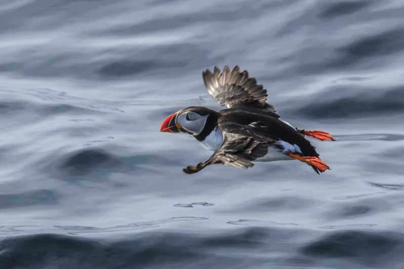 The Bird Safari Tour - Gjesvær, a fishing village with a long past