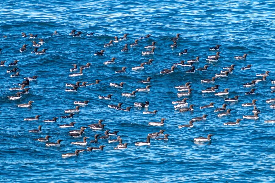 The Bird Safari Tour - Ten minutes to the Gjesværstappan cliffs