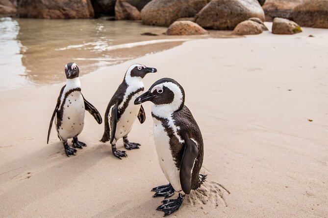 The Road Trip (Cape Point and Penguins) - Why this road trip works for a first Cape Peninsula visit