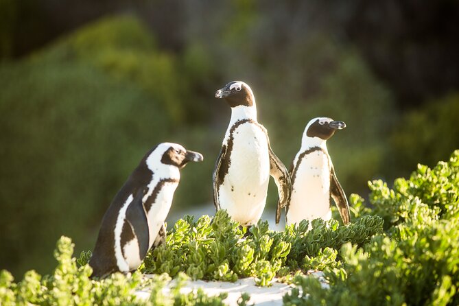 The Road Trip (Cape Point and Penguins) - A small vehicle makes a real difference