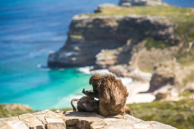 The Road Trip (Cape Point and Penguins) - Muizenberg adds color in just 15 minutes