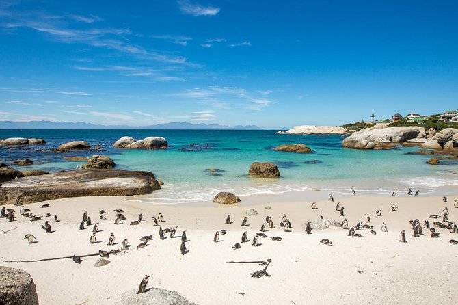 The Road Trip (Cape Point & Penguins) - Private Tour - A full Cape Peninsula day, not just a penguin stop