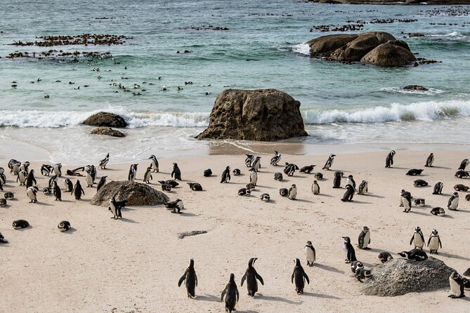 The Road Trip (Cape Point & Penguins) - Private Tour - Cape Point Nature Reserve and the southern end of the route