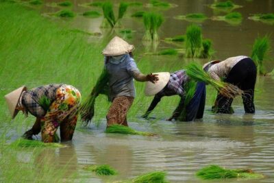 Three-Day Mekong Delta Private Tour – Including Tra Su Bird Sanctuary