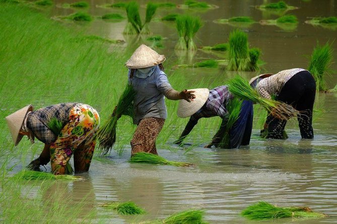 Three-Day Mekong Delta Private Tour - Including Tra Su Bird Sanctuary - Day two: Tra Su’s bird-filled waterways