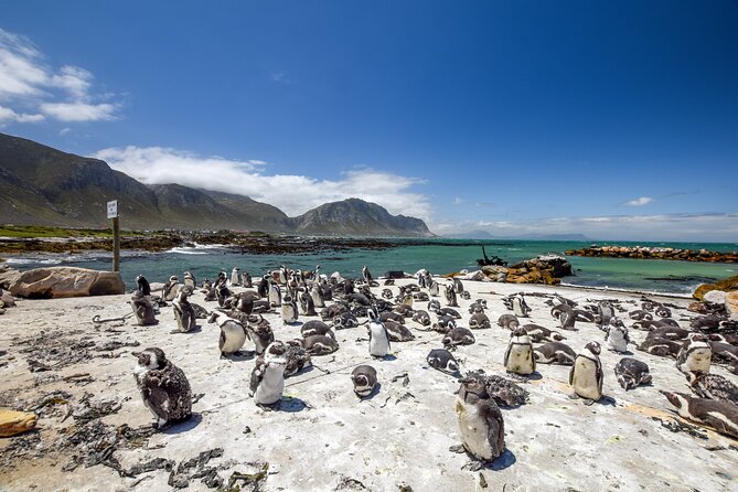 Top 10 Super Tour: Table Mountain, Penguins & Cape of Good Hope Small Group Trip - Chapmans Peak turns the drive into an attraction