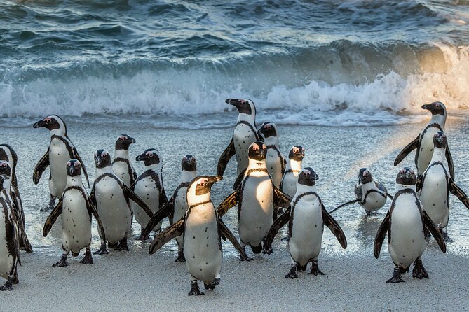 Top 10 Super Tour: Table Mountain, Penguins & Cape of Good Hope Small Group Trip - Cape of Good Hope and Cape Point are different stops