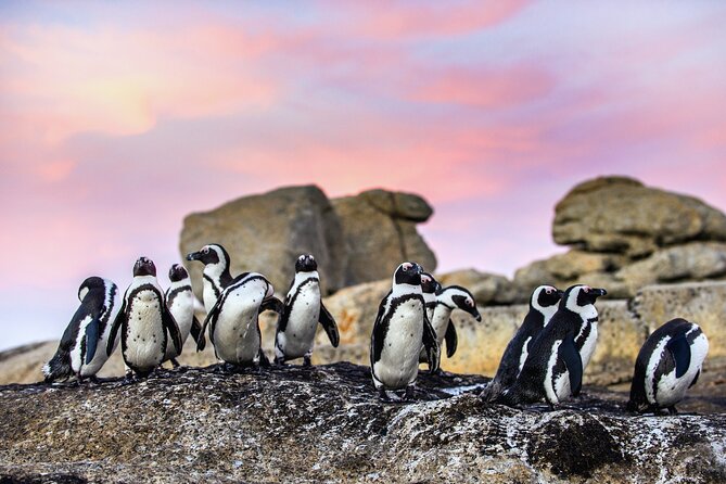 Top 10 Super Tour: Table Mountain, Penguins & Cape of Good Hope Small Group Trip - Boulders Beach puts African penguins up close