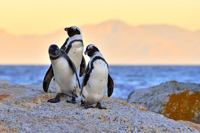 Top 10 Super Tour: Table Mountain, Penguins & Cape of Good Hope Small Group Trip - Simon’s Town adds a human story
