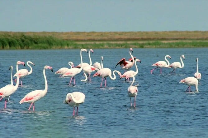 Tour to Korgalzhyn: Flamingo and Wild Fauna Nature Reserve - Key points to know before booking
