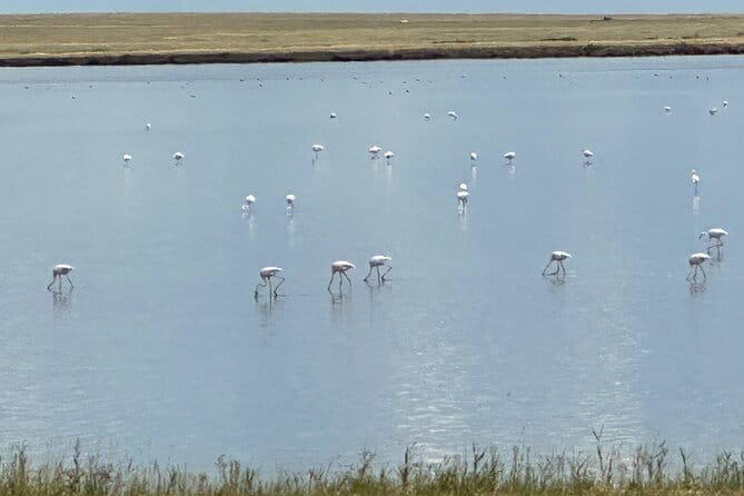 Tour to Korgalzhyn: Flamingo and Wild Fauna Nature Reserve - Freshwater birds before the flamingo lake