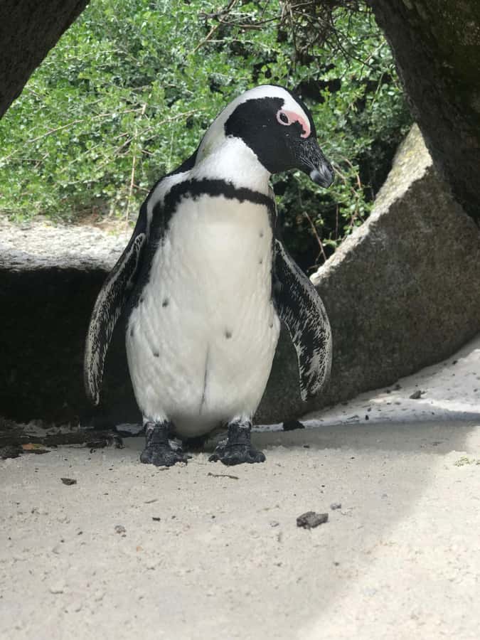 Tours from Cape Town: Penguins & Cape of Good Hope Tours - Why this Cape Peninsula route works so well