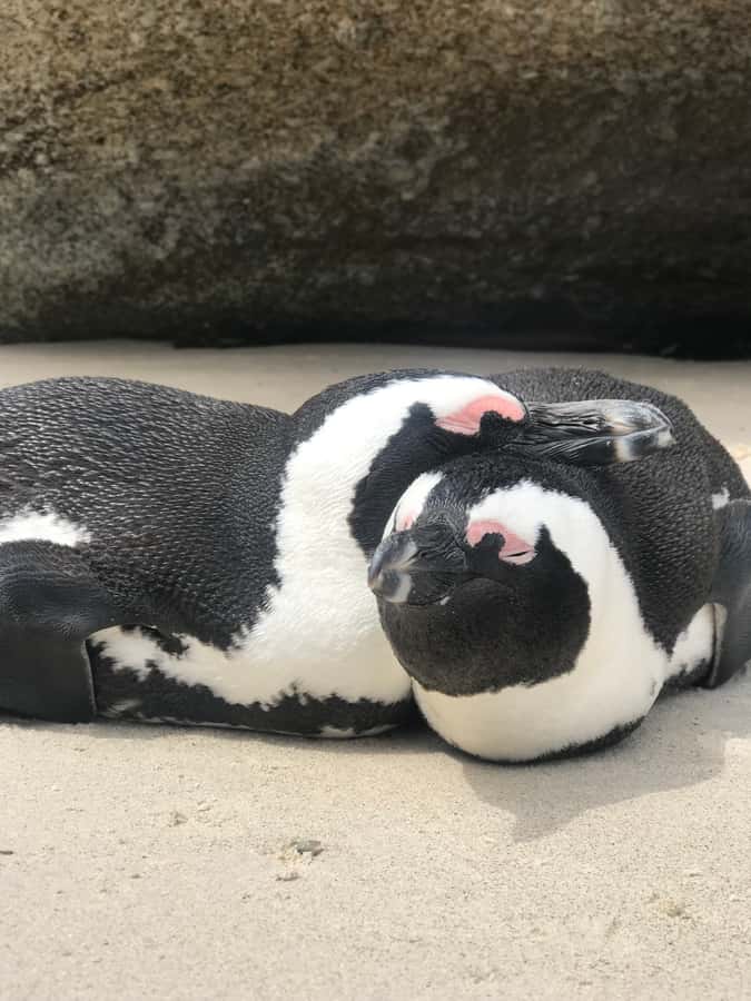 Tours from Cape Town: Penguins & Cape of Good Hope Tours - A small luxury minibus from your Cape Town hotel