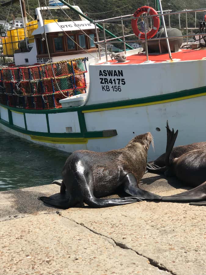 Tours from Cape Town: Penguins & Cape of Good Hope Tours - Hout Bay gives the day a choice