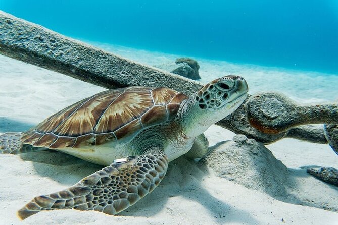 Turtle Swim at TurtleBay visit Flamingos & KnipBeach Safari Truck - Key points to know before booking