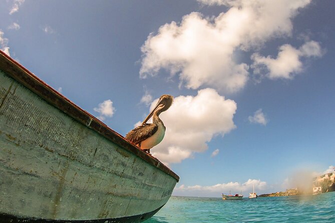 Turtle Swim at TurtleBay visit Flamingos & KnipBeach Safari Truck - Flamingos are a lucky extra, not the main reason to go