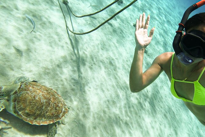 Turtle Swim at TurtleBay visit Flamingos & KnipBeach Safari Truck - What is included, and what costs extra