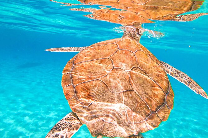 Turtle Swim at TurtleBay visit Flamingos & KnipBeach Safari Truck - Meeting near the cruise terminal