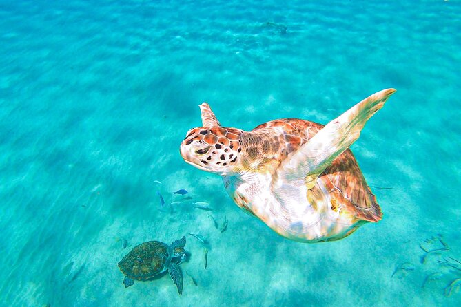 Turtle Swim at TurtleBay visit Flamingos & KnipBeach Safari Truck - Heat, restrooms, and the pace of the day