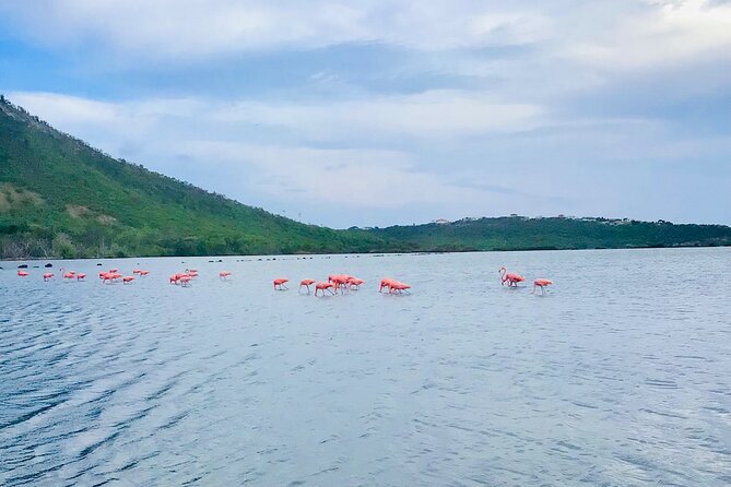 Turtle Swim at TurtleBay visit Flamingos & KnipBeach Safari Truck - The open safari truck is part of the promise