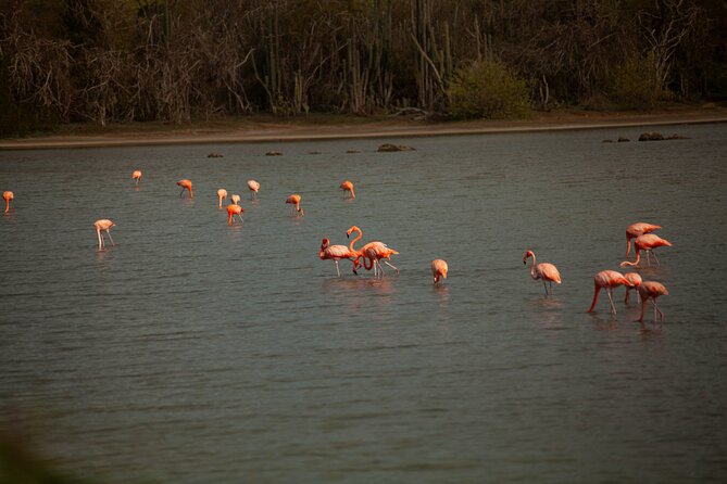 Turtles, Beach and Flamingo in Curacao Private photoshoot Tour - What the $210 price includes