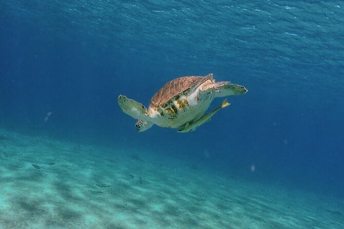 Turtles, Beach and Flamingo in Curacao Private photoshoot Tour - Grote Knip brings the classic beach backdrop