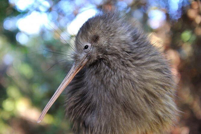 Twilight Wild Kiwi Bird Encounter Private Tour - Why a wild kiwi encounter near Auckland matters
