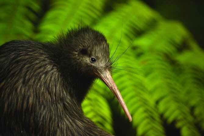 Twilight Wild Kiwi Bird Encounter Private Tour - Matakana dinner gives the evening a comfortable start