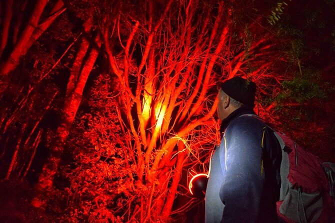Twilight Wild Kiwi Bird Encounter Private Tour - Entering Tāwharanui after dark