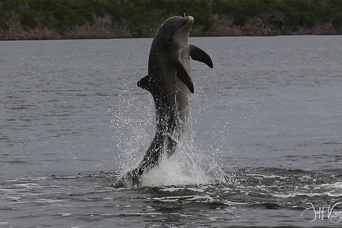 Two-Hour Everglades Dolphin, Manatee and Birding Boat Tour - Why this short boat trip reaches a different Everglades