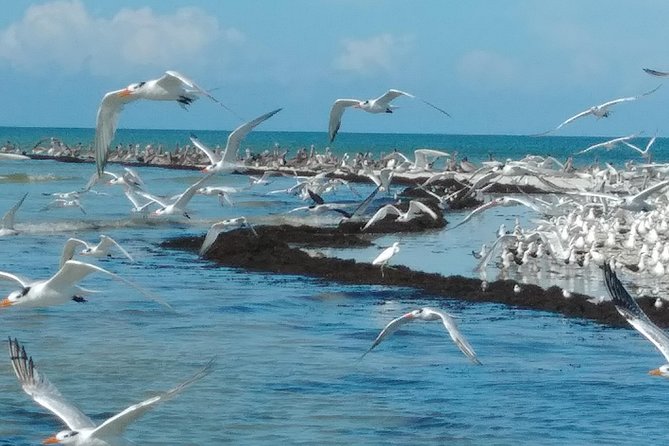 Two-Hour Everglades Dolphin, Manatee and Birding Boat Tour - What the first minutes on the water are like