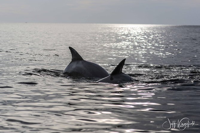 Two-Hour Everglades Dolphin, Manatee and Birding Boat Tour - The island stop adds shells, crabs, and old cultures